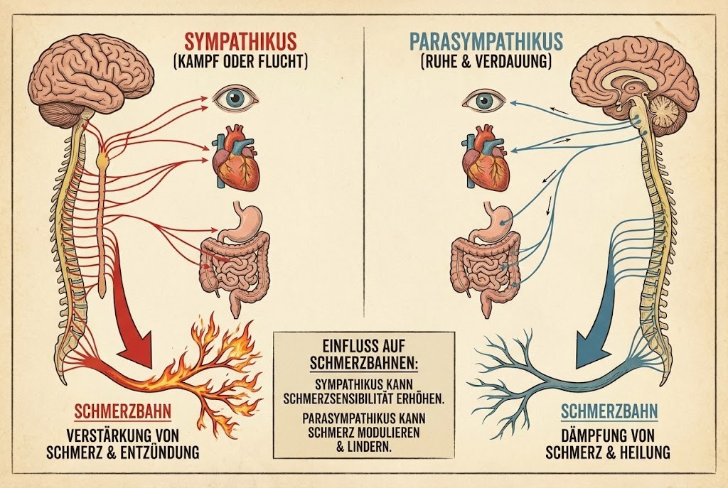 Diagramm des autonomen Nervensystems mit Sympathikus vs. Parasympathikus, Einfluss auf Schmerzbahnen